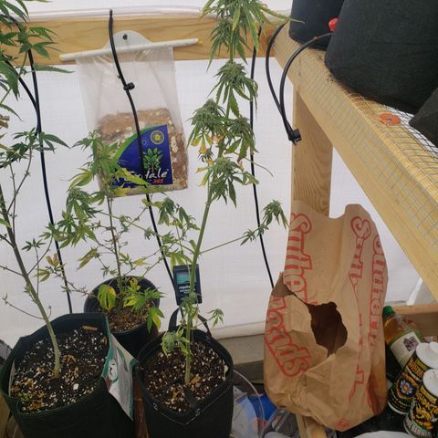 Unknown auto 4 growlog timeline photo