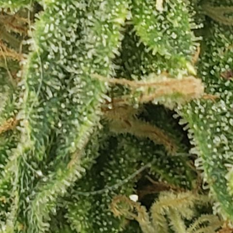 Unknown auto 4 growlog timeline photo