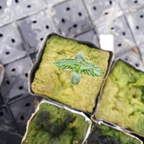 Bag seed 2 growlog timeline photo