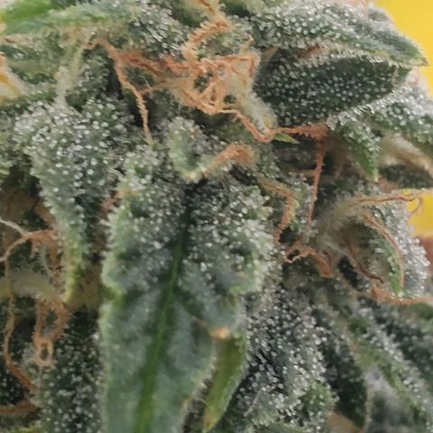Unknown auto 2 growlog timeline photo