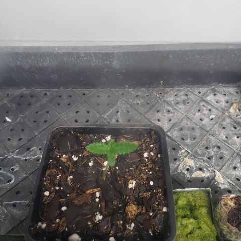 Bag seed 2 growlog timeline photo