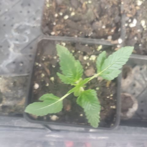 Autocheese 10 growlog timeline photo