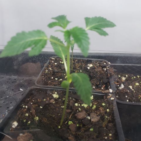 Autocheese 10 growlog timeline photo