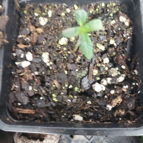 Autocheese 9 growlog timeline photo