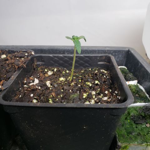 Autocheese 9 growlog timeline photo