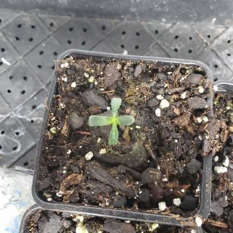 Autocheese 9 growlog timeline photo