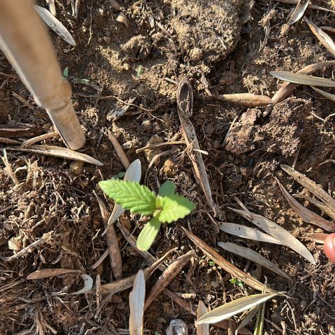 San Miguel growlog timeline photo