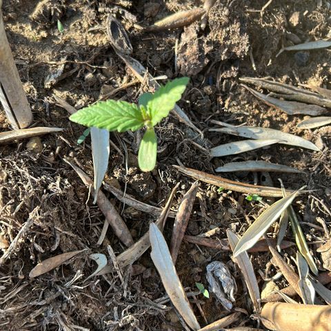 San Miguel growlog timeline photo