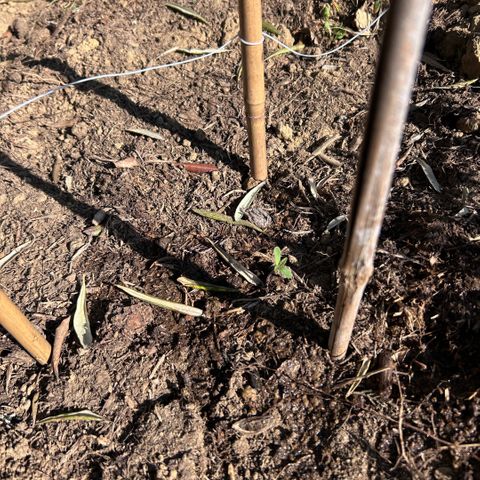 San Miguel growlog timeline photo