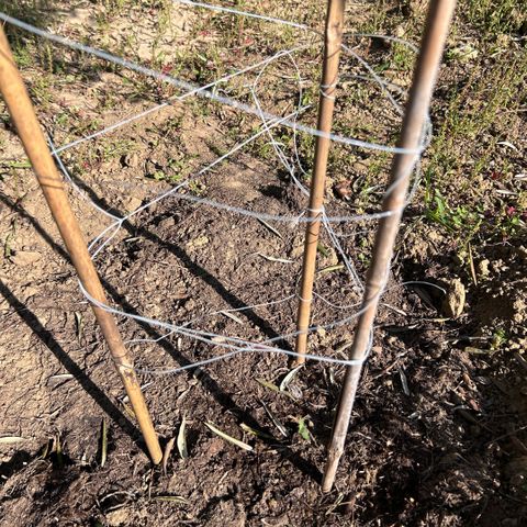 San Miguel growlog timeline photo