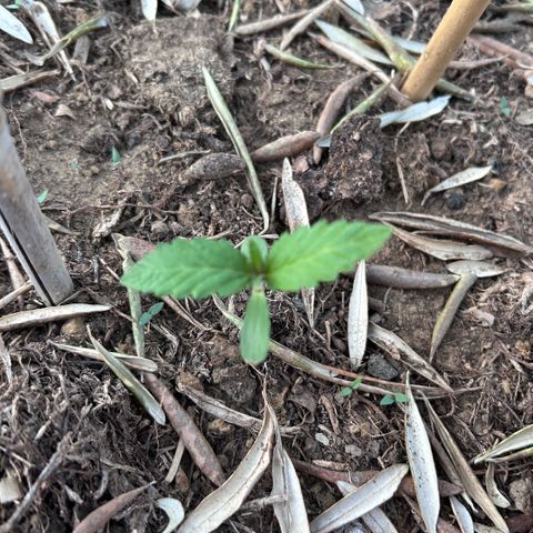 San Miguel growlog timeline photo