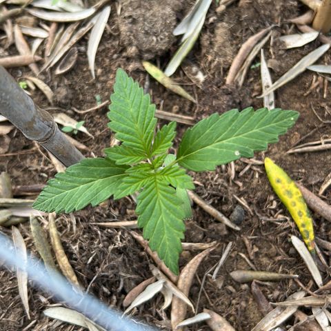 San Miguel growlog timeline photo