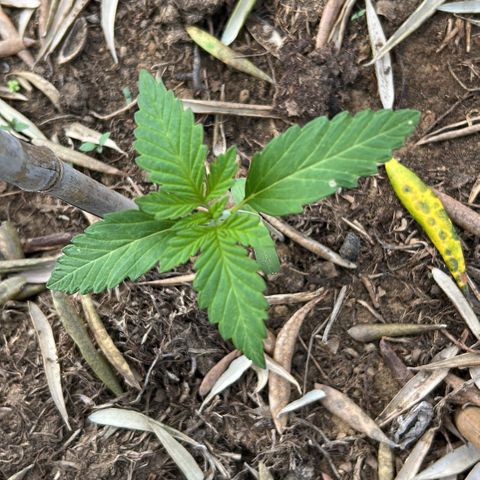 San Miguel growlog timeline photo