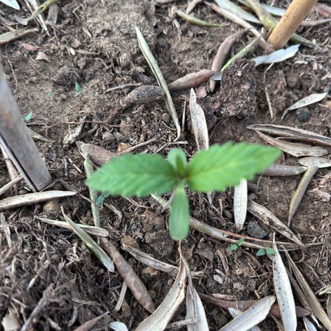 San Miguel growlog timeline photo