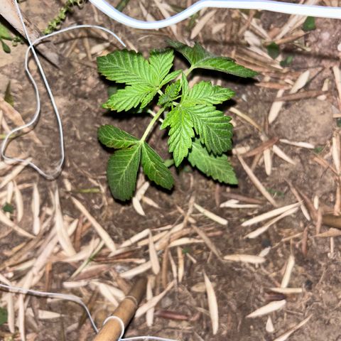 San Miguel growlog timeline photo