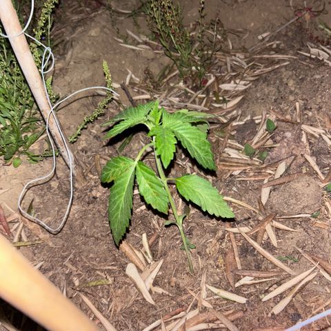 San Miguel growlog timeline photo