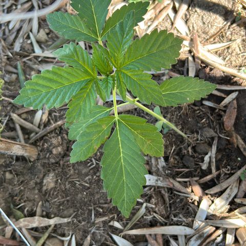 San Miguel growlog timeline photo