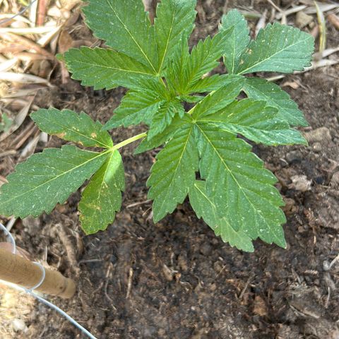 San Miguel growlog timeline photo