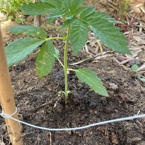 San Miguel growlog timeline photo