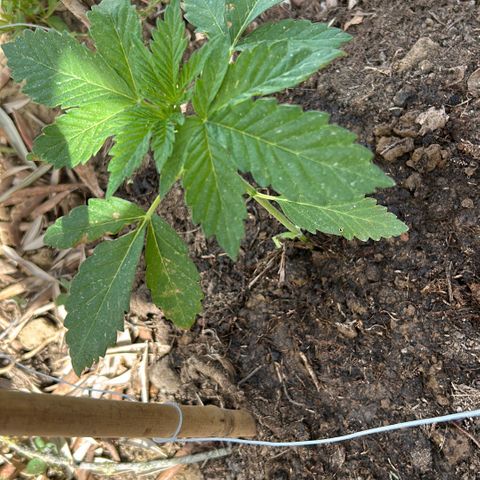 San Miguel growlog timeline photo