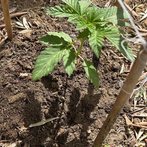 San Miguel growlog timeline photo