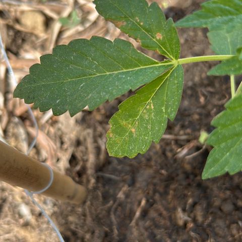 San Miguel growlog timeline photo