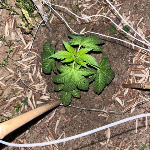 San Miguel growlog timeline photo