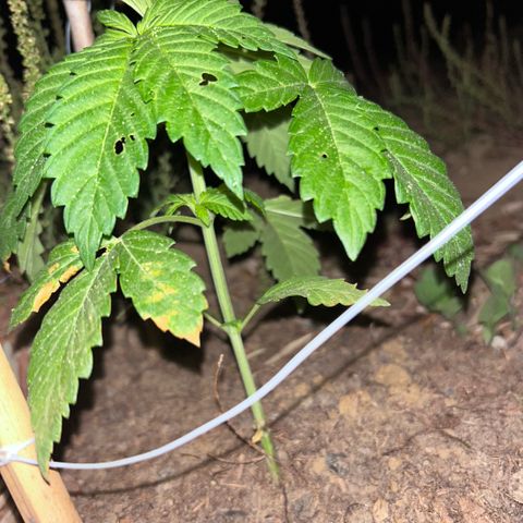 San Miguel growlog timeline photo