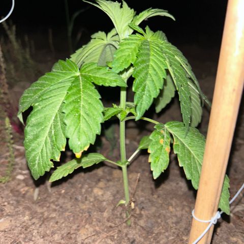 San Miguel growlog timeline photo