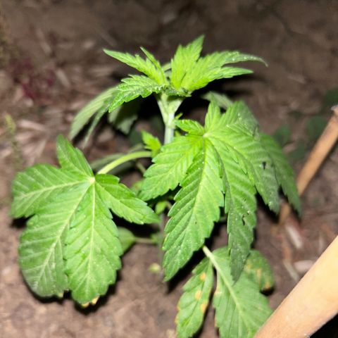 San Miguel growlog timeline photo