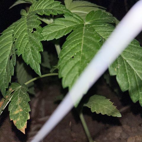 San Miguel growlog timeline photo