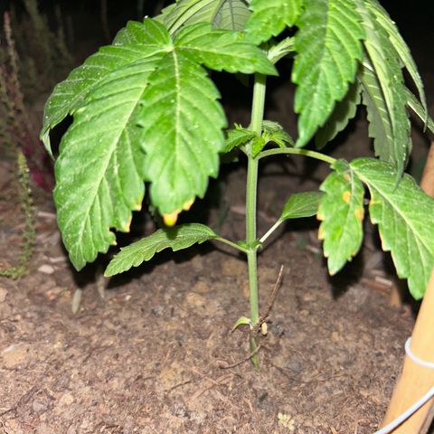 San Miguel growlog timeline photo