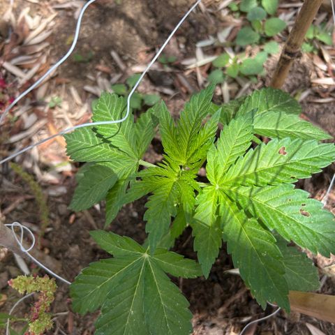 San Miguel growlog timeline photo
