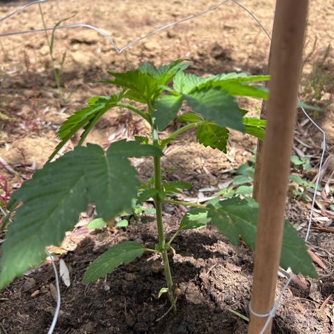 San Miguel growlog timeline photo