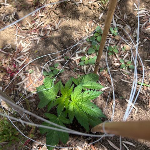 San Miguel growlog timeline photo