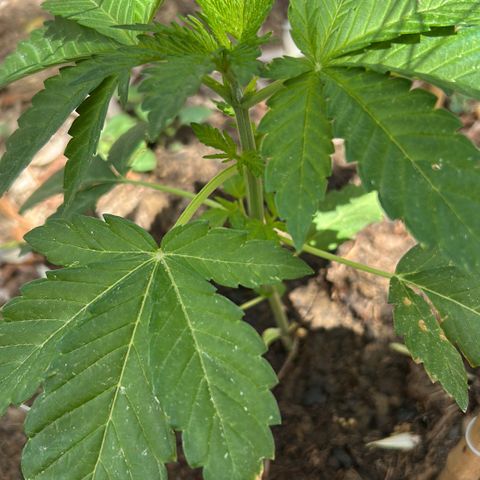 San Miguel growlog timeline photo