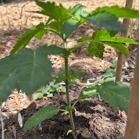 San Miguel growlog timeline photo