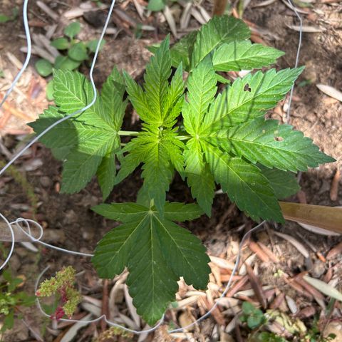 San Miguel growlog timeline photo