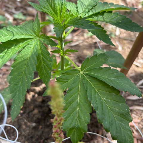 San Miguel growlog timeline photo