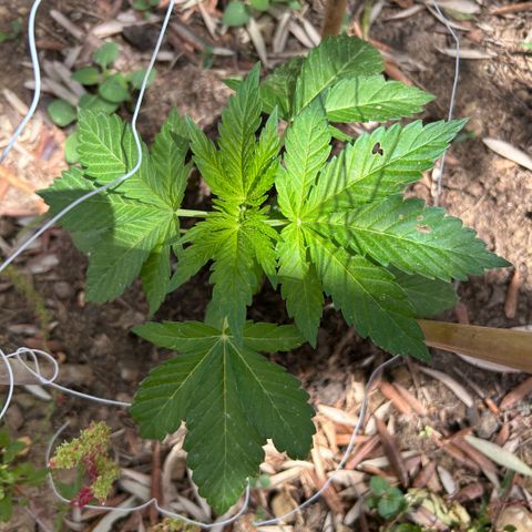 San Miguel growlog timeline photo