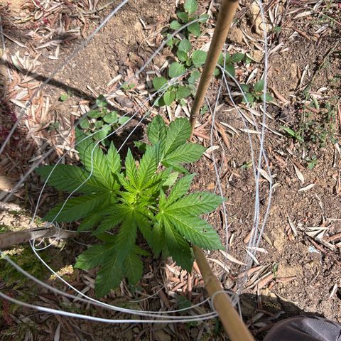 San Miguel growlog timeline photo