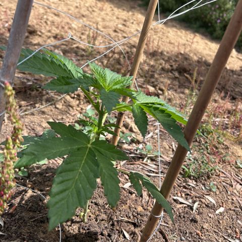 San Miguel growlog timeline photo