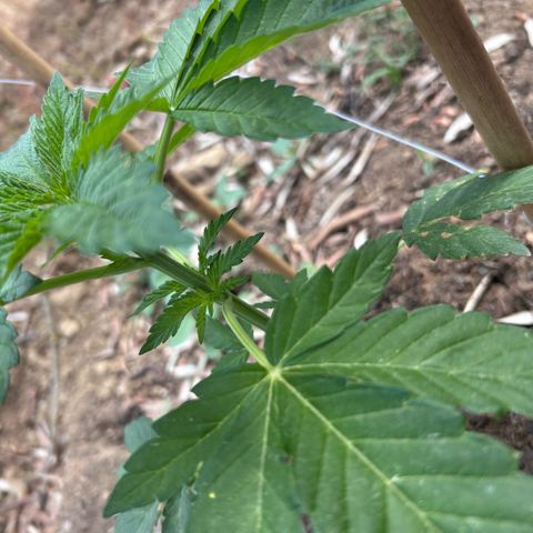 San Miguel growlog timeline photo