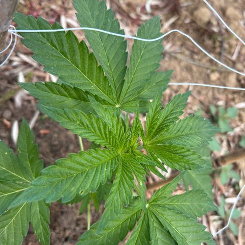 San Miguel growlog timeline photo