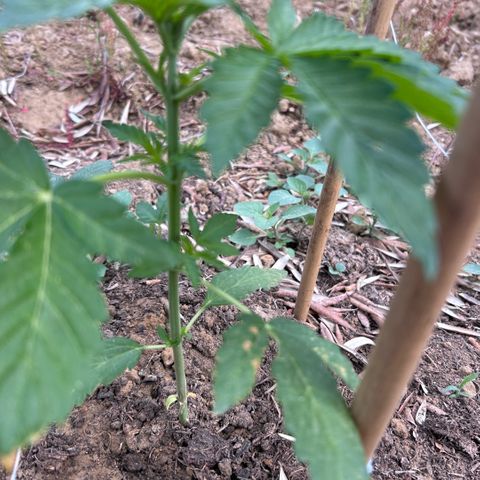 San Miguel growlog timeline photo