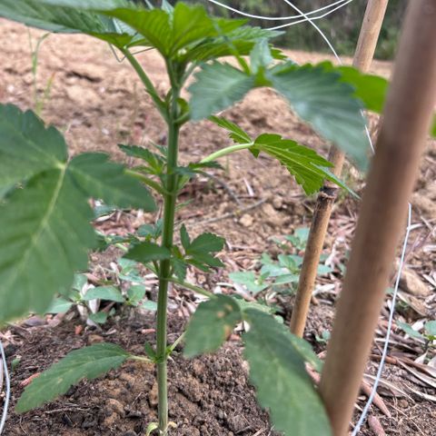 San Miguel growlog timeline photo