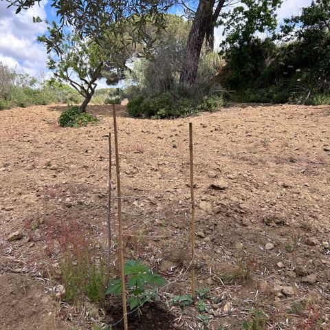 San Miguel growlog timeline photo