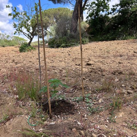 San Miguel growlog timeline photo