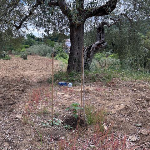 San Miguel growlog timeline photo
