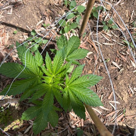 San Miguel growlog timeline photo